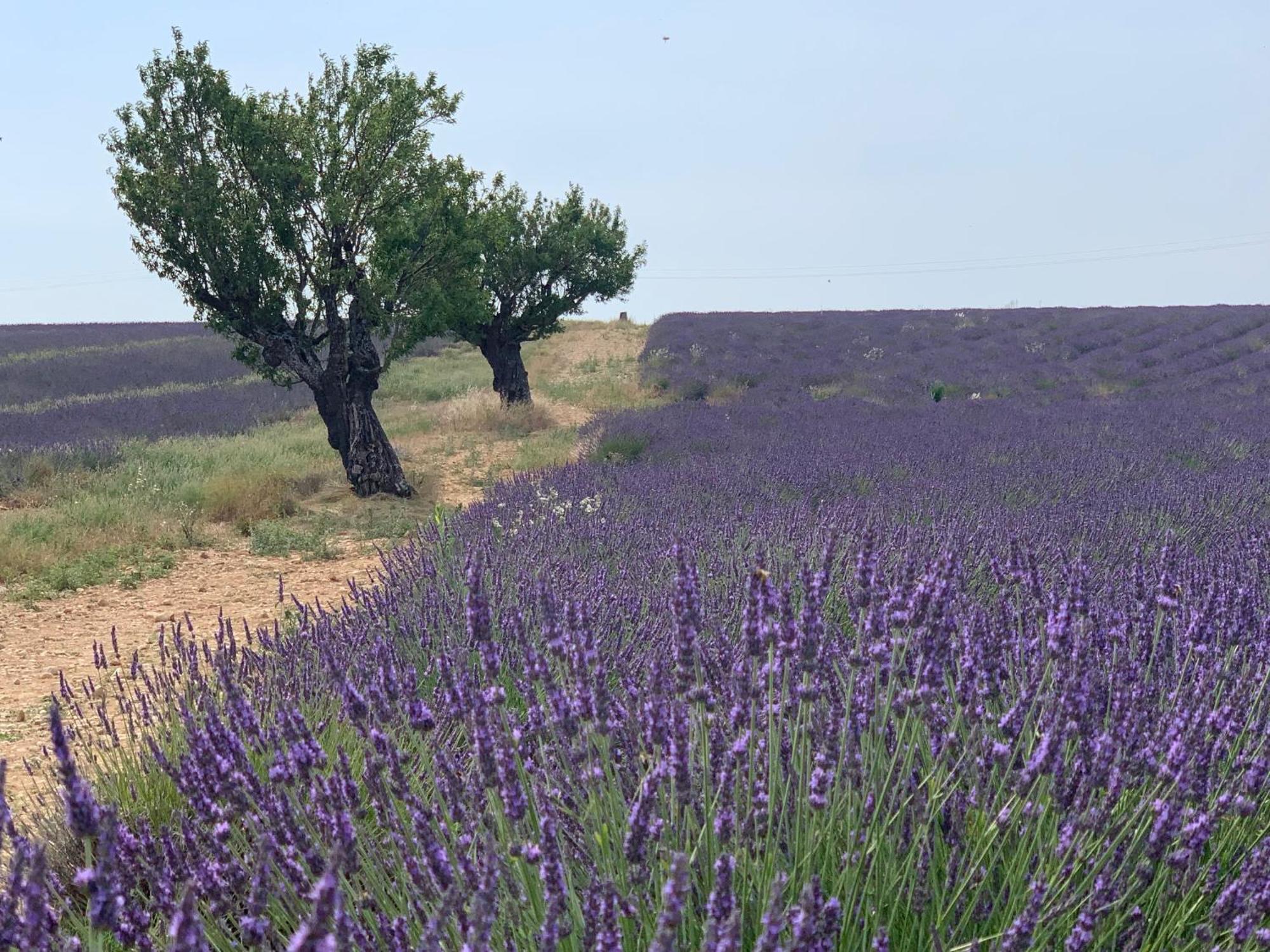 Studio Nuitee En Provence 2 Éguilles Exteriér fotografie